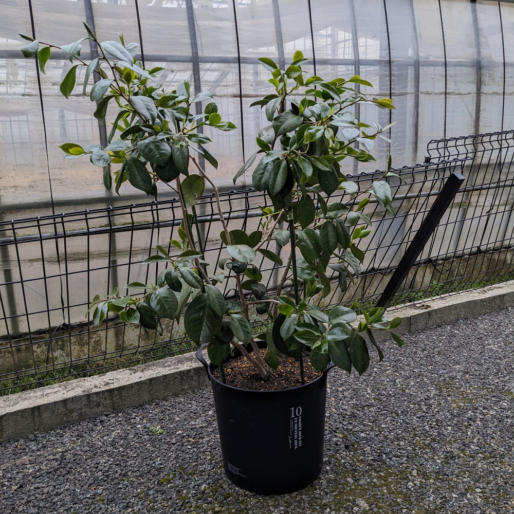 剪定が終わった椿