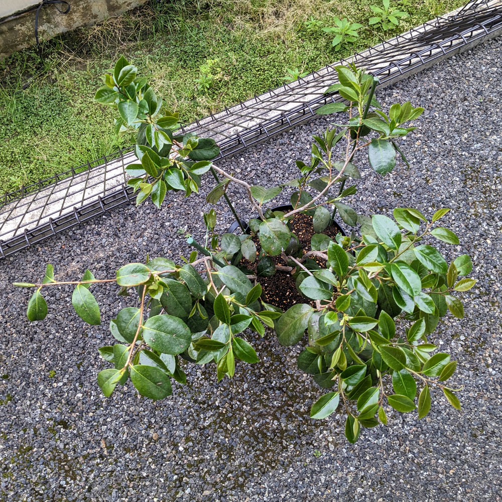 上から見た椿。枝の混み合いが解消されている