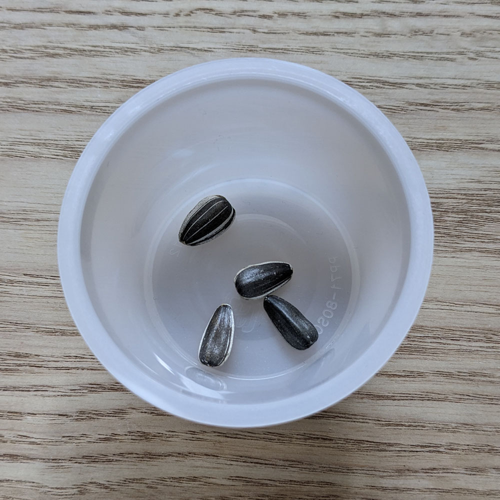 プラカップの中に入った餌用ひまわりの種