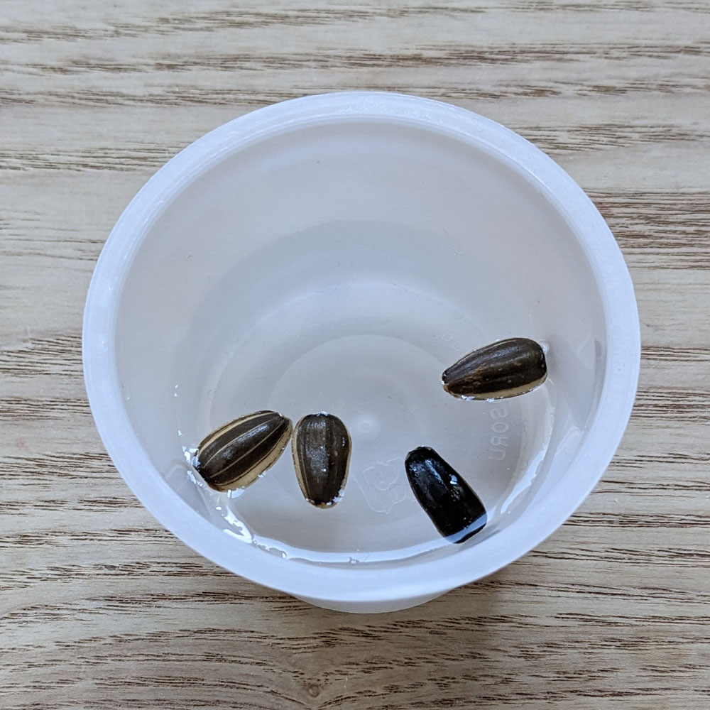 一日水に漬けた餌用ひまわりの種、水に浮いている