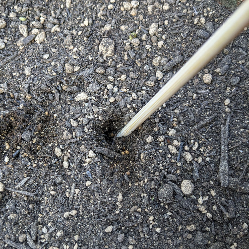 土に深さ1cmほどの穴を開けている