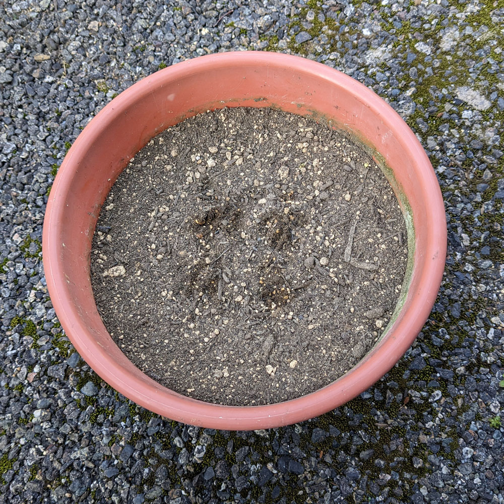 ひまわりの種を植えた植木鉢
