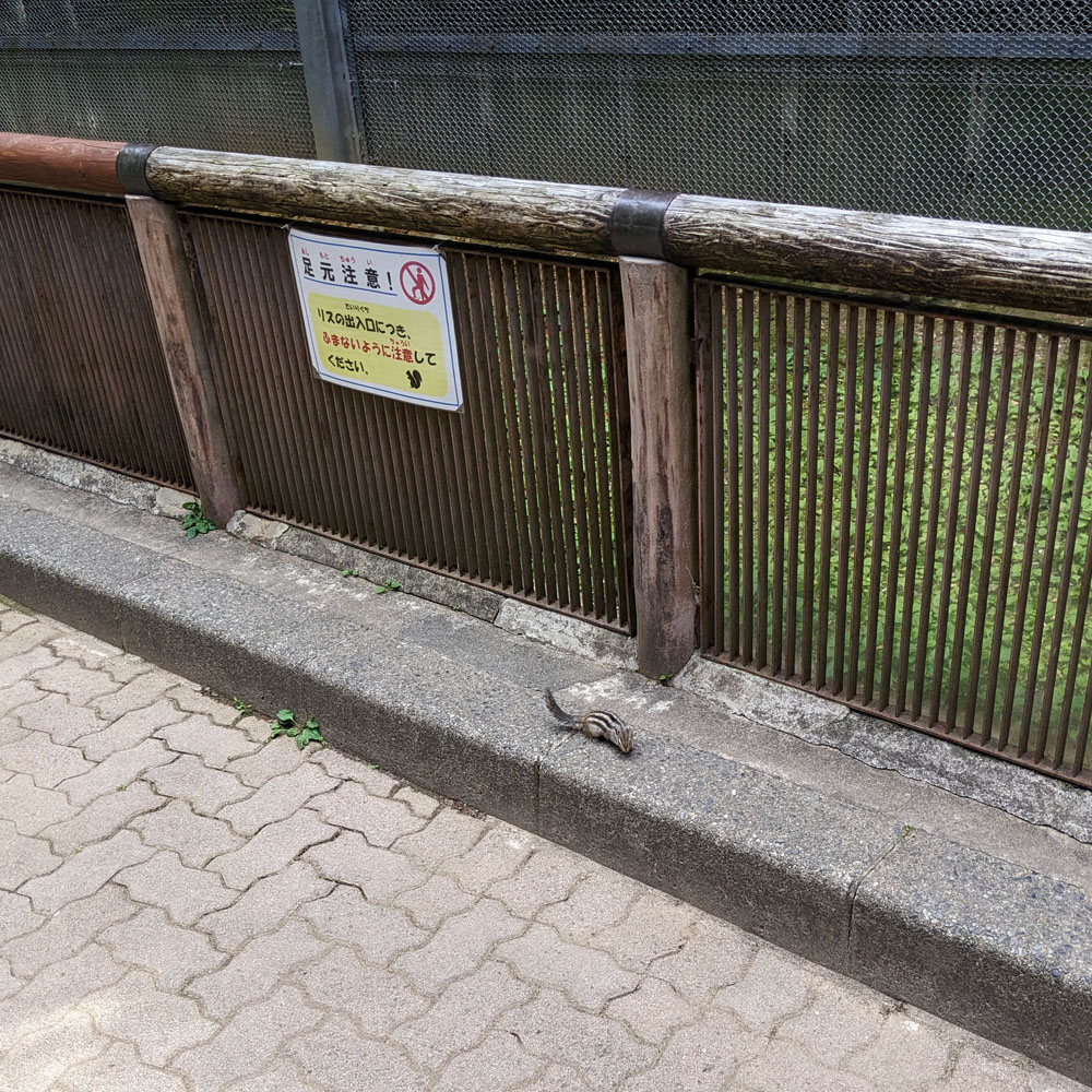 加茂山リス園のシマリス
