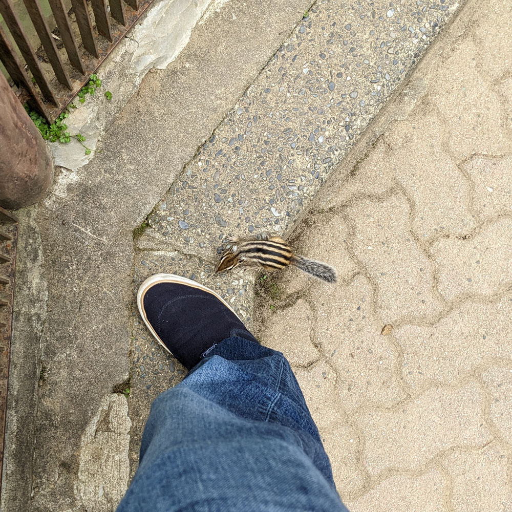 加茂山リス園のシマリス