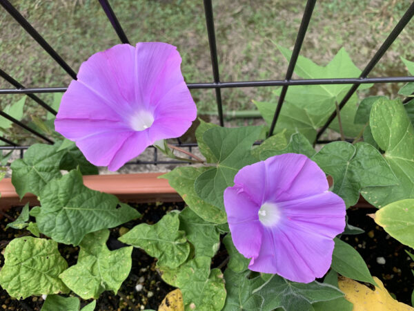 アサガオ・アーリーコールの花