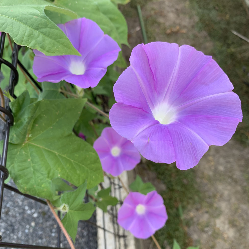 アサガオ・アーリーコールの花