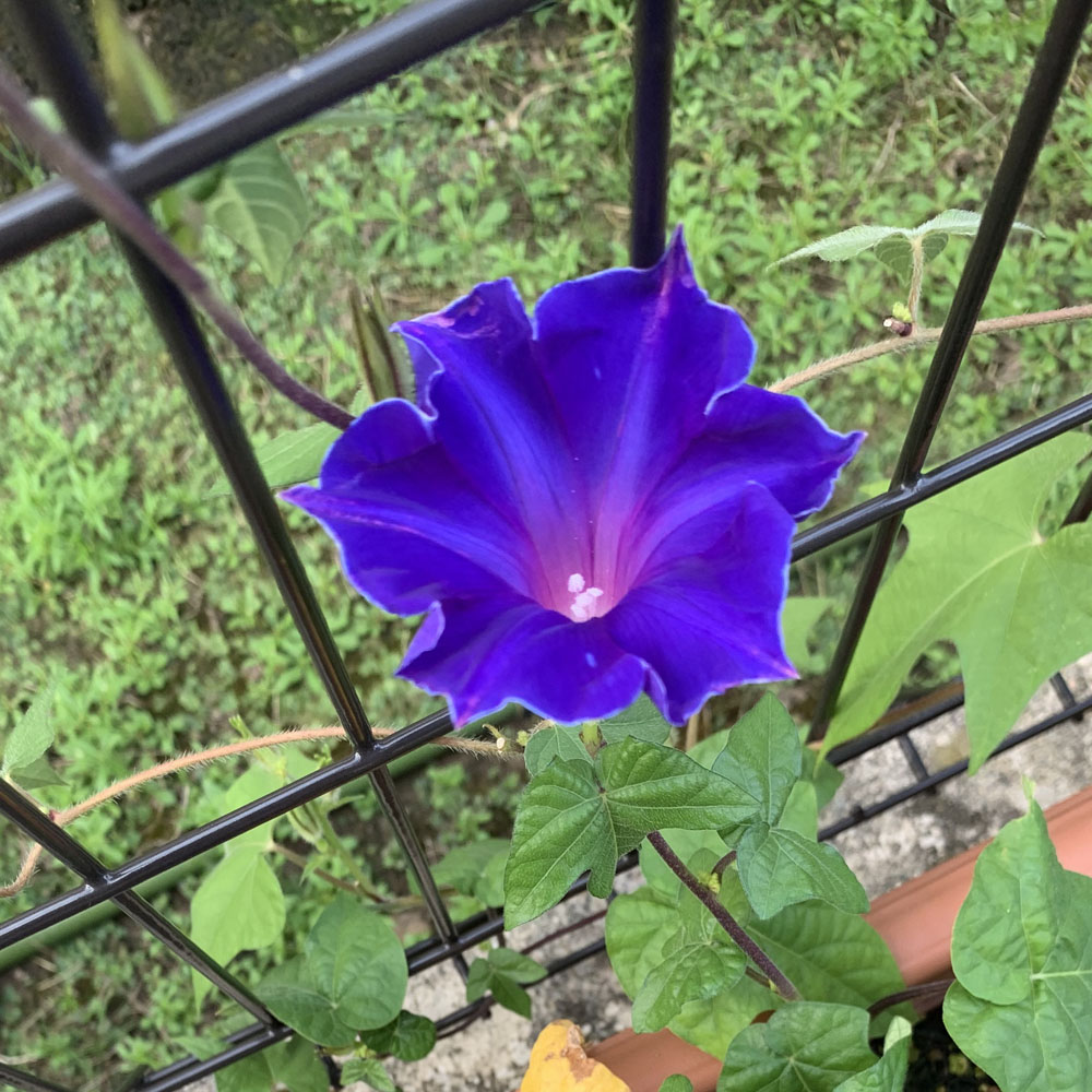 桔梗咲きアサガオの花