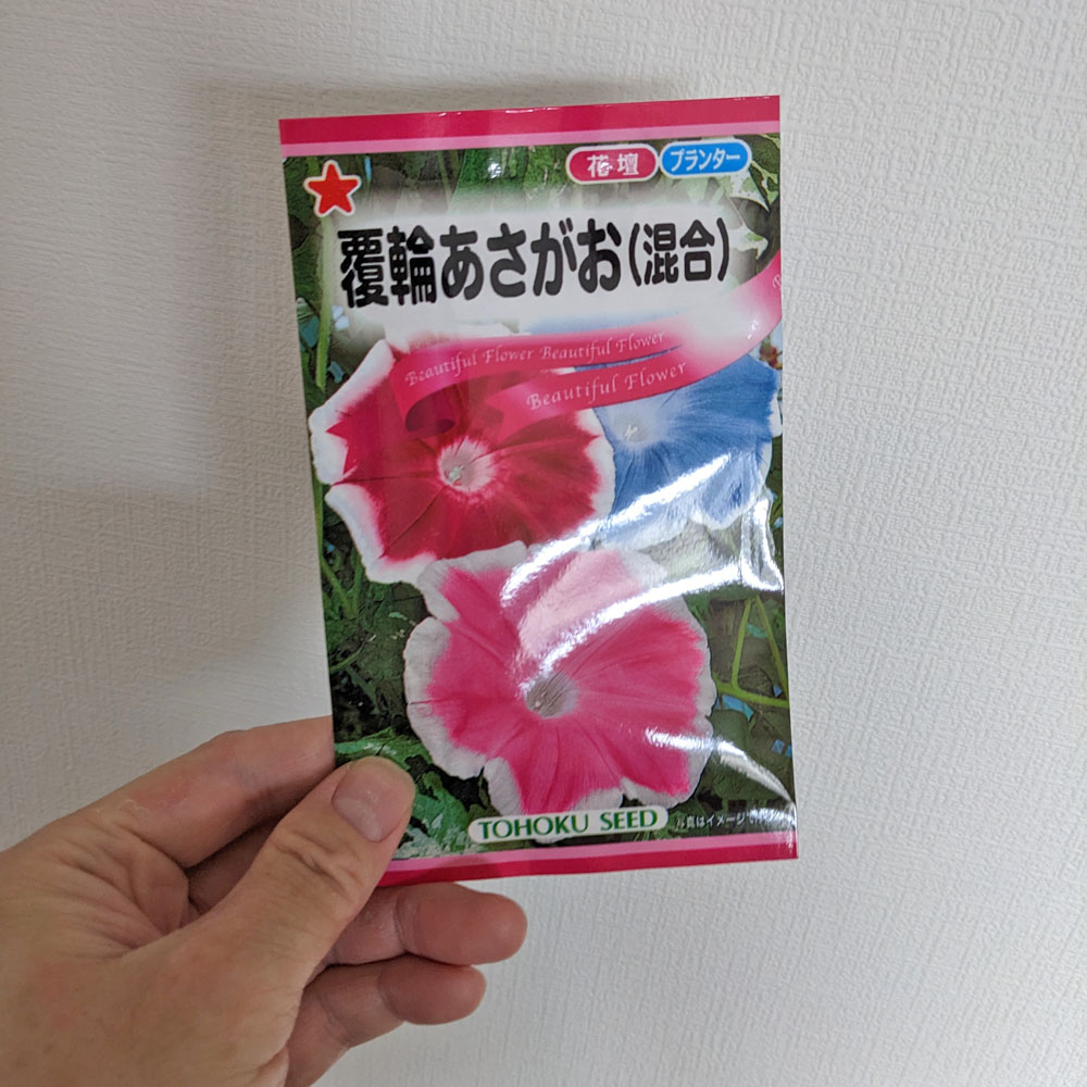覆輪咲きアサガオの種