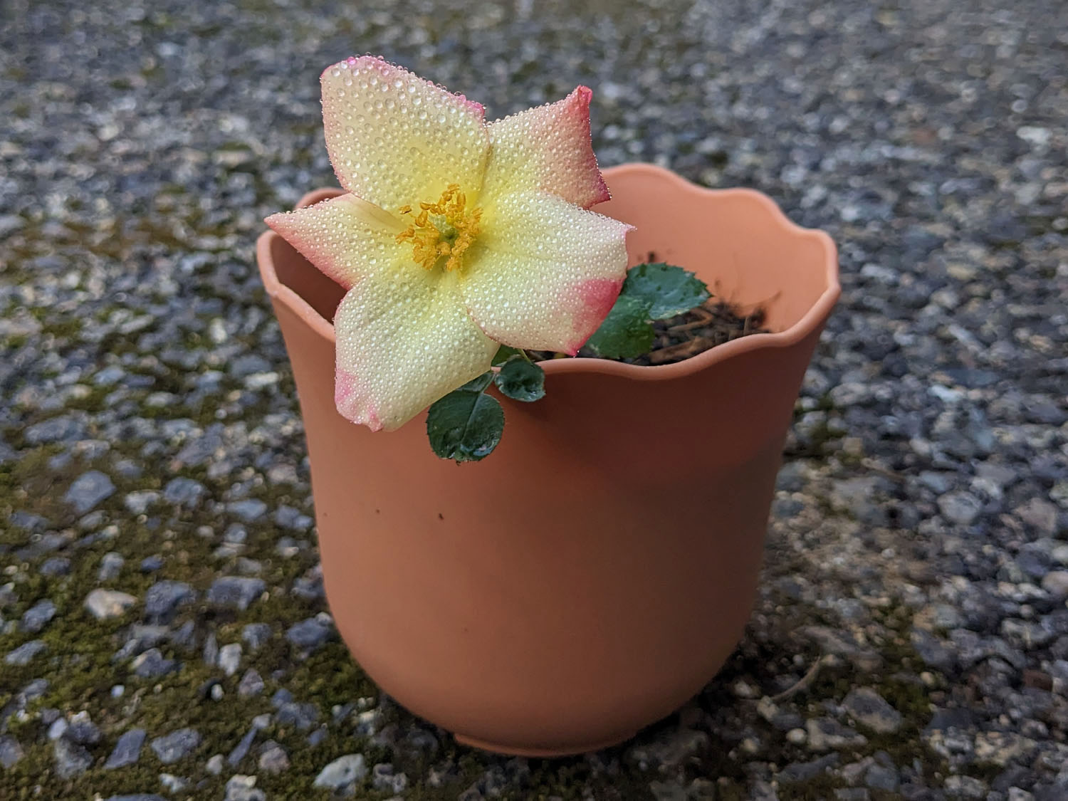 実生バラの花