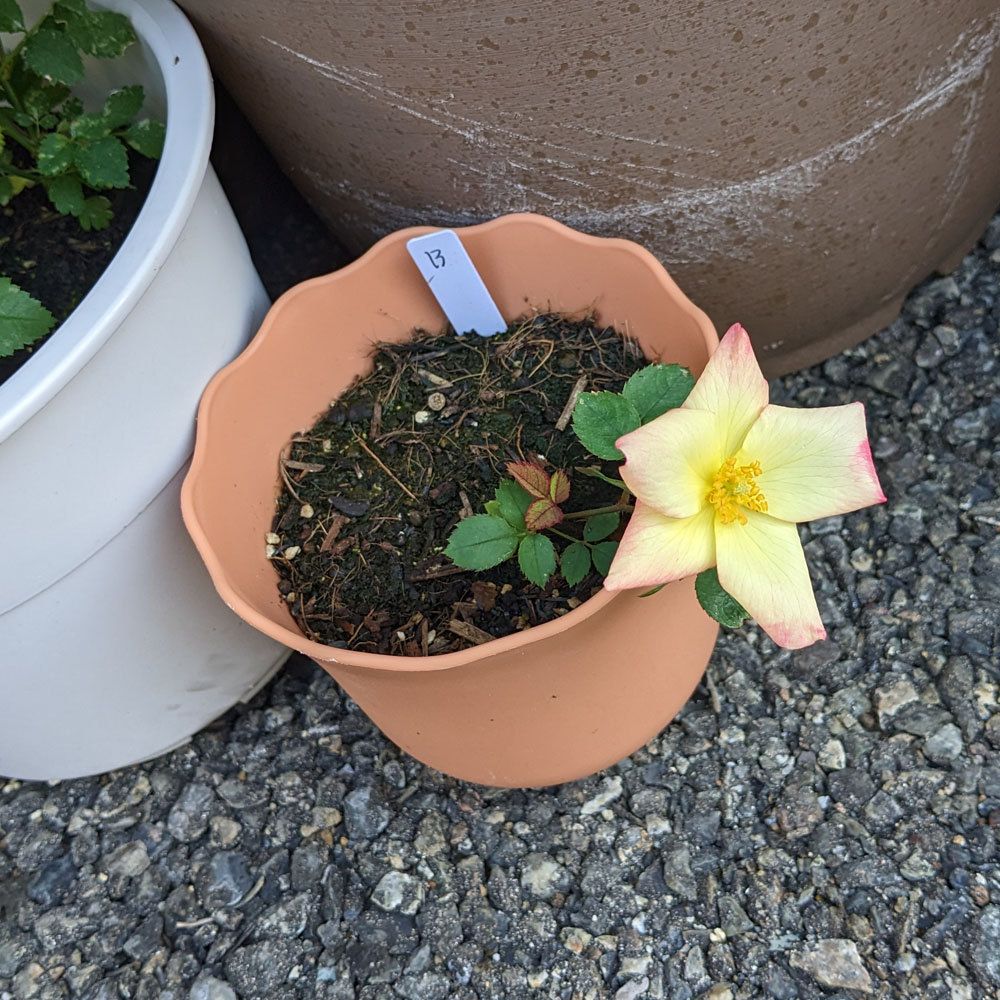 2025年6月13日の実生バラの様子、花が咲いた