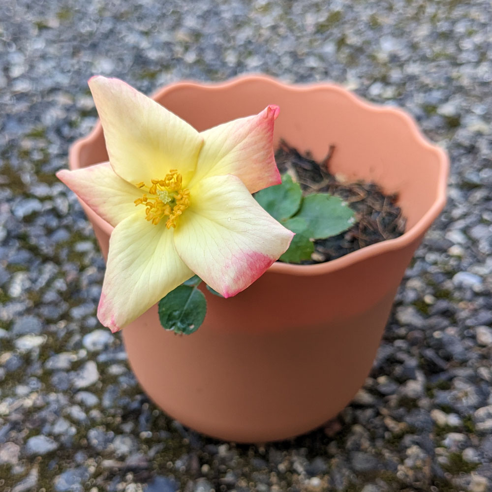 実生バラの花