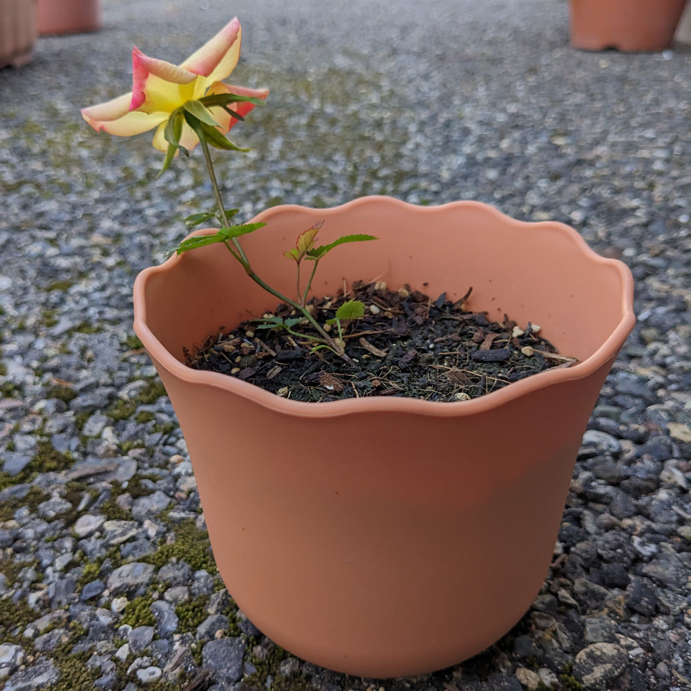 実生バラの花、後ろから見た姿