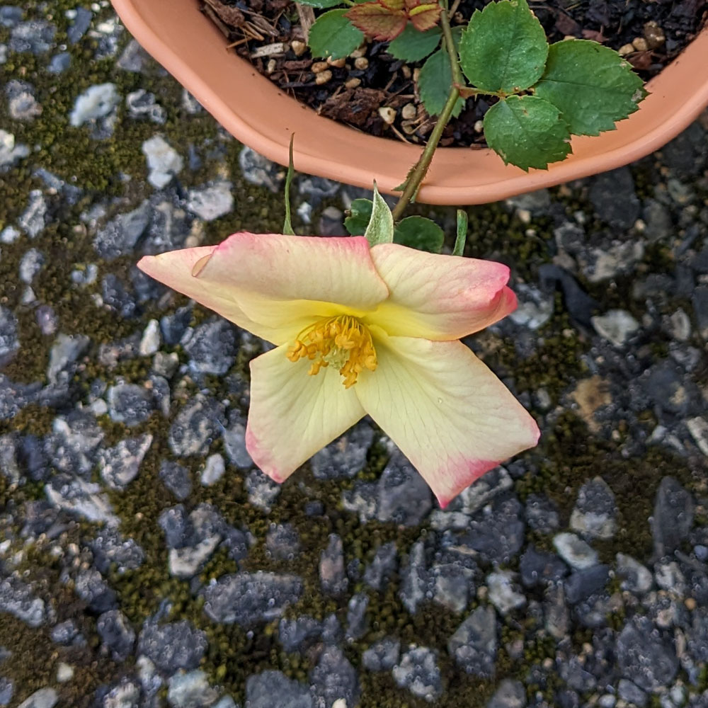 実生バラの花、花びらは黄色とピンクの2色