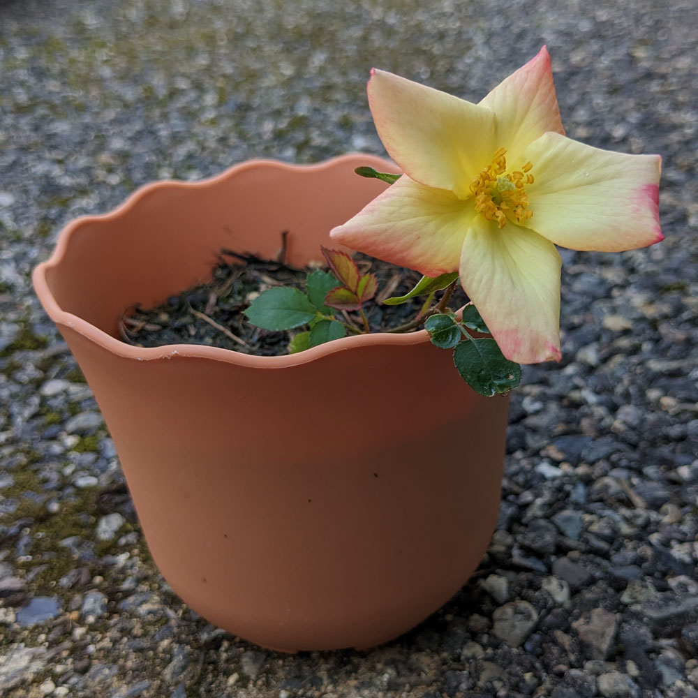 実生バラの花、花びらは黄色とピンクの2色