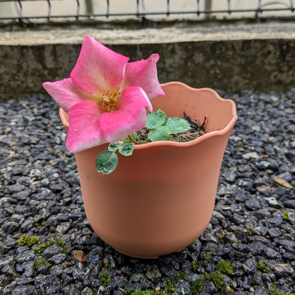 実生バラの花、花びらがピンクになっている