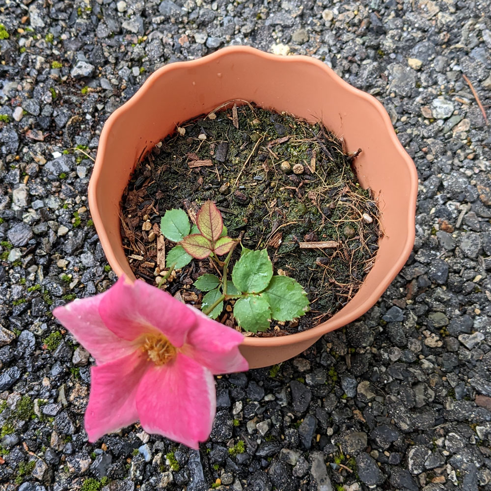 実生バラの花、花びらがピンクになっている