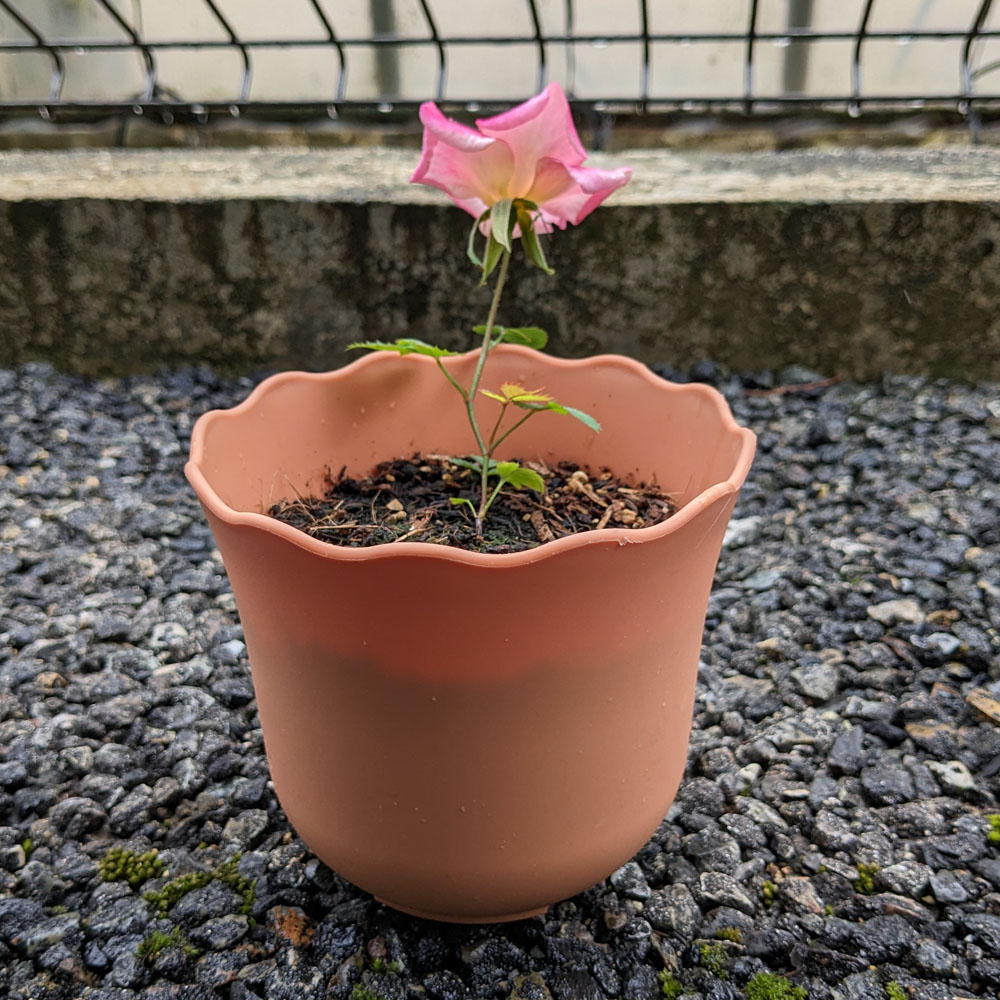実生バラの花、花びらがピンクになっている