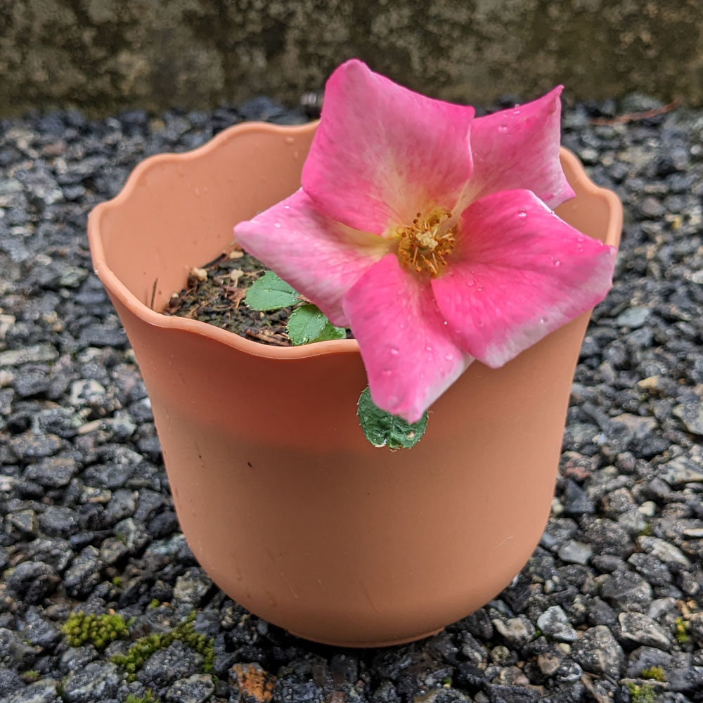 実生バラの花、花びらがピンクになっている