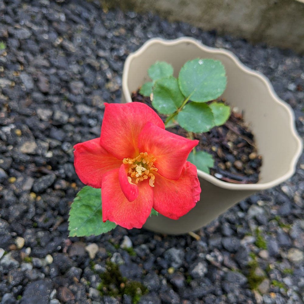実生バラの花、花びらが橙色になっている