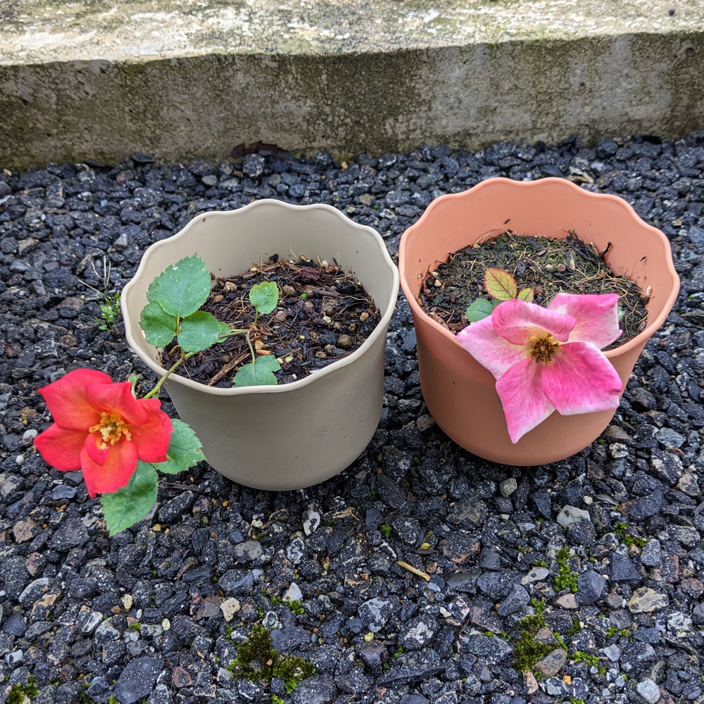 種から育てた実生バラの花