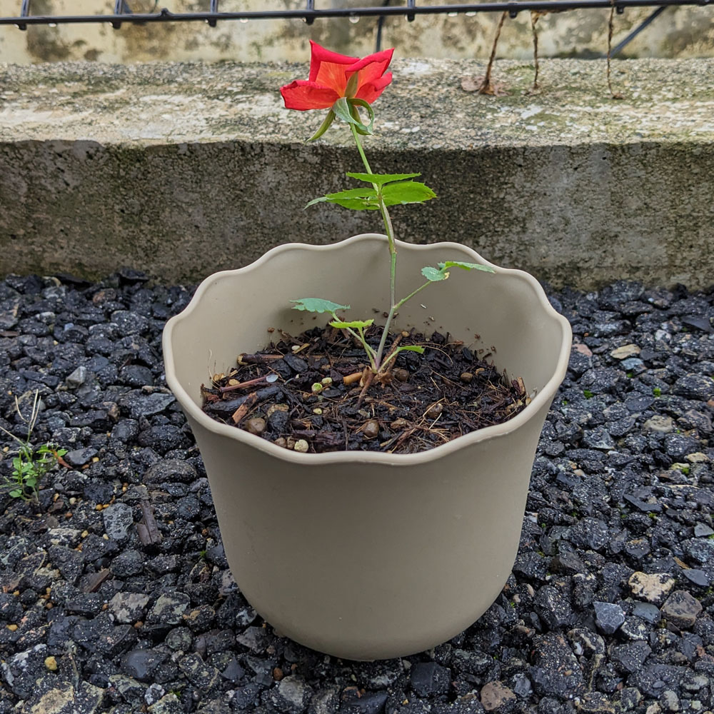 実生バラの花、花びらが橙色になっている