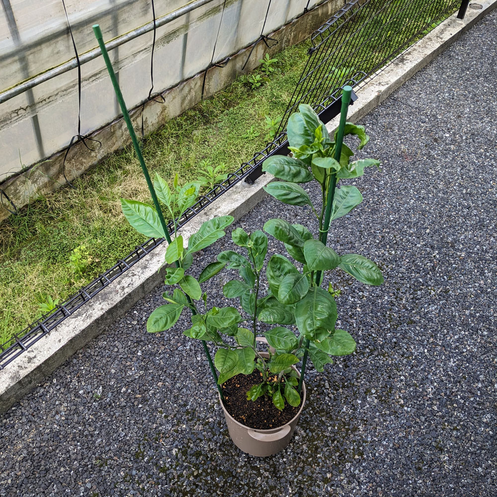 みかんの鉢植え