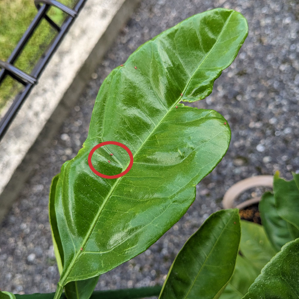 みかんの葉に付いた赤い虫