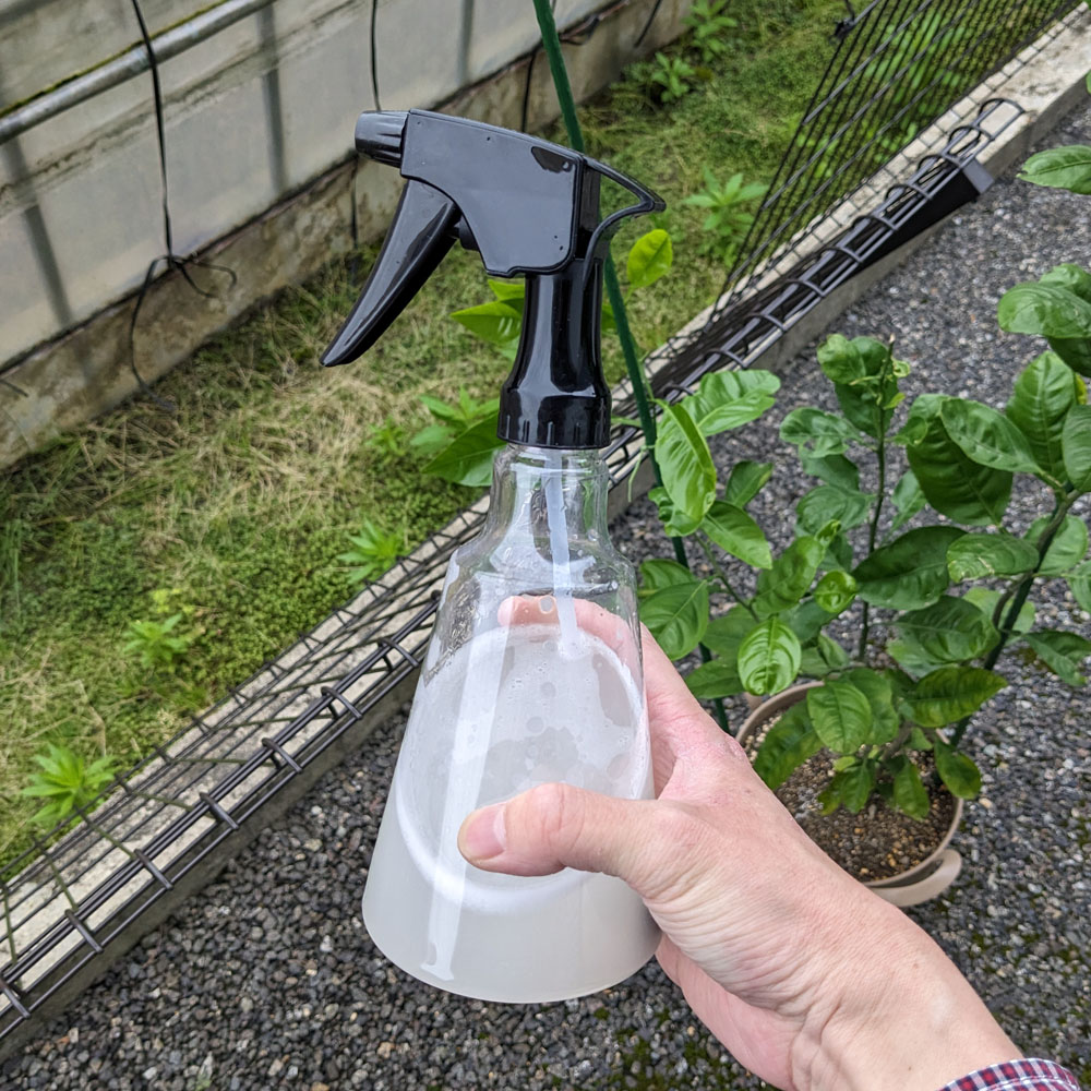 農薬「アーリーセーフ」を希釈したものを霧吹きに入れた