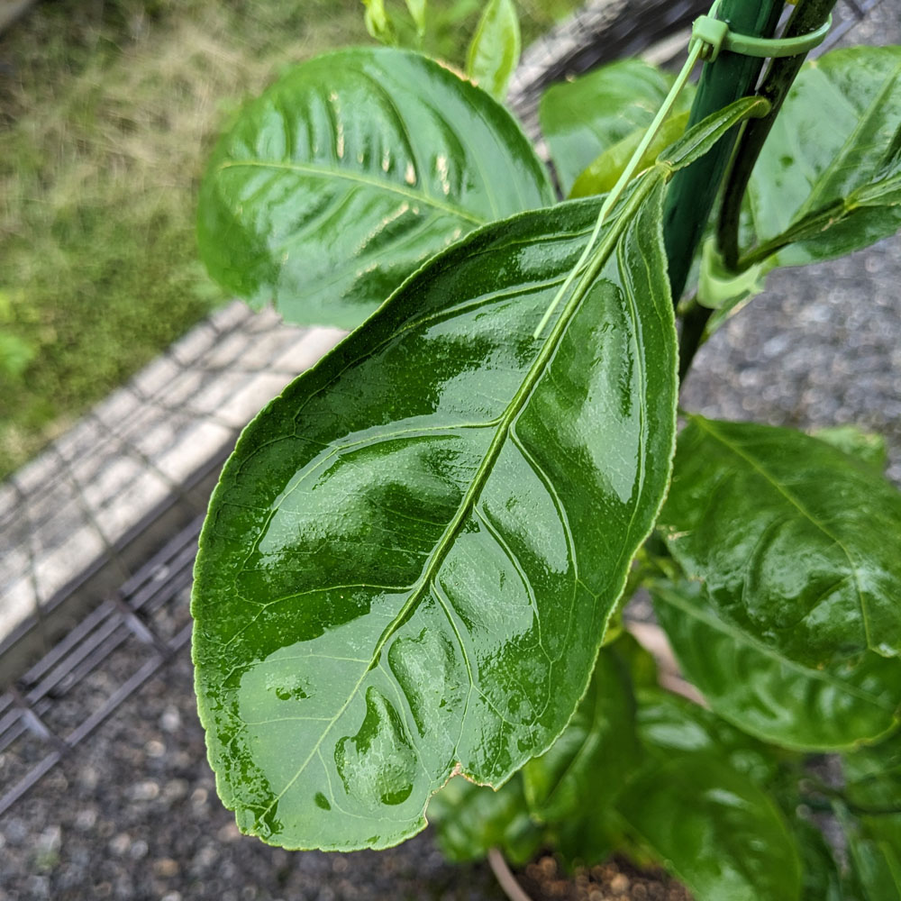 薬剤が葉からしたたり落ちるくらいかける