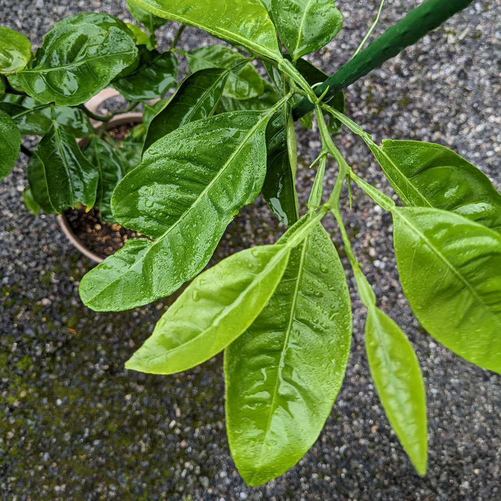 薬剤が葉からしたたり落ちるくらいかける