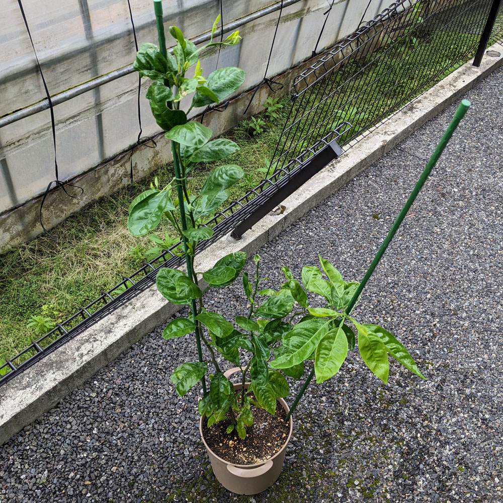 農薬「アーリーセーフ」をスプレーしたみかんの鉢
