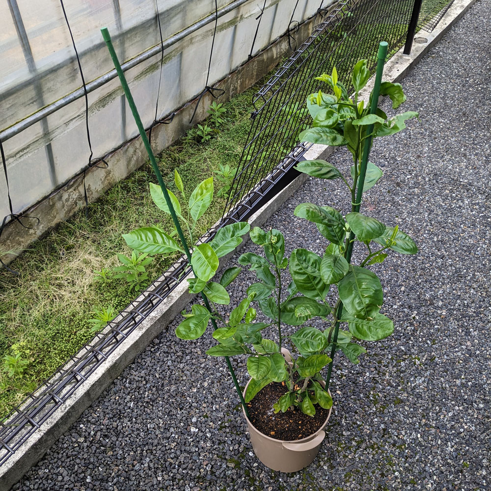 農薬「アーリーセーフ」をスプレーした翌日のみかんの鉢