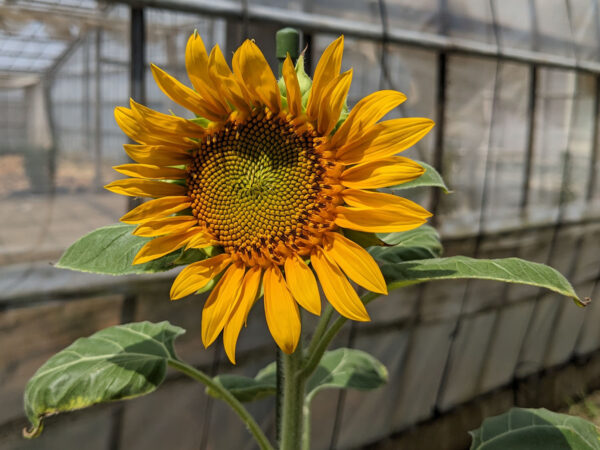 餌用ひまわりの種から咲いたひまわりの花