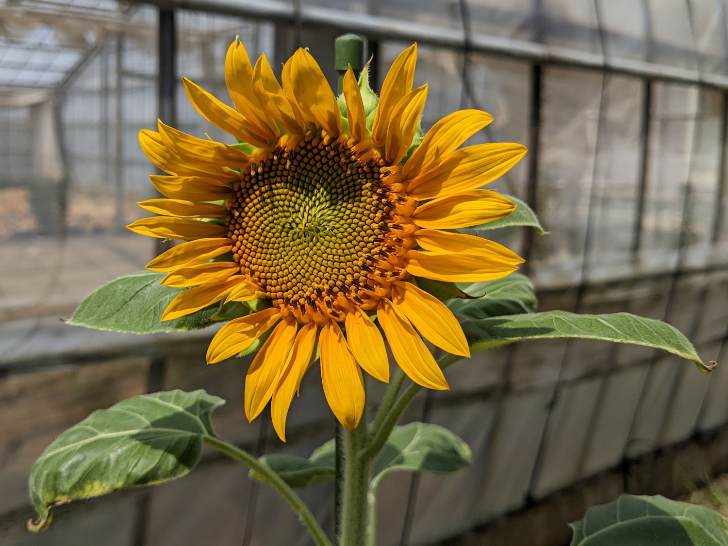 ひまわり 購入 ひまわり様 ひまわり様 Amazon.co.jp: ZXHYWYM ひまわり キャンバス