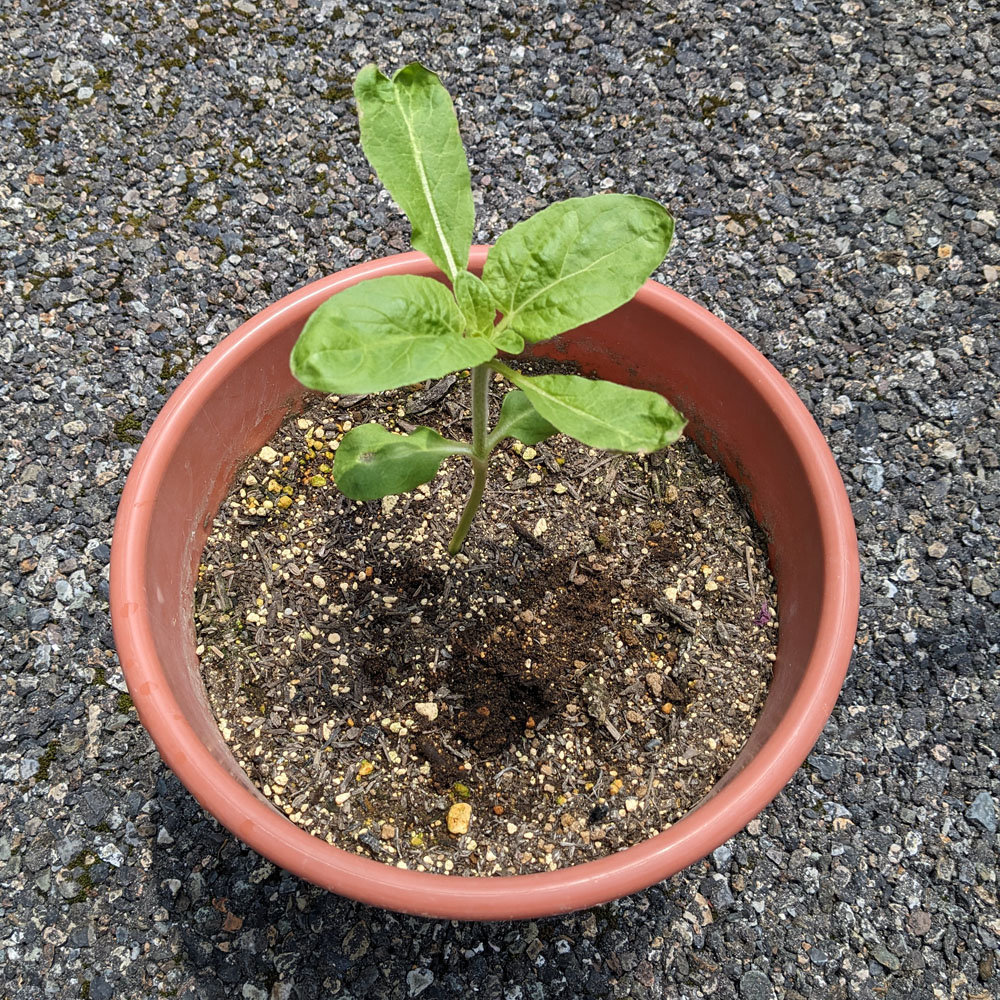 間引きした後の餌用ひまわり