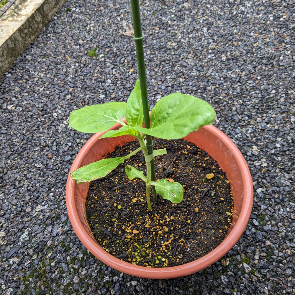餌用ひまわりの株に支柱を立てた
