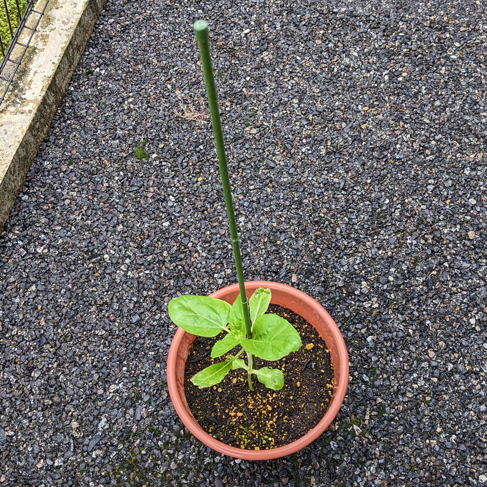 餌用ひまわりの株に支柱を立てた