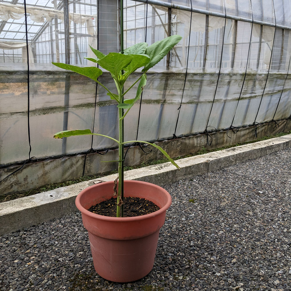 餌用ひまわりを横から見た、50cmくらいの高さ