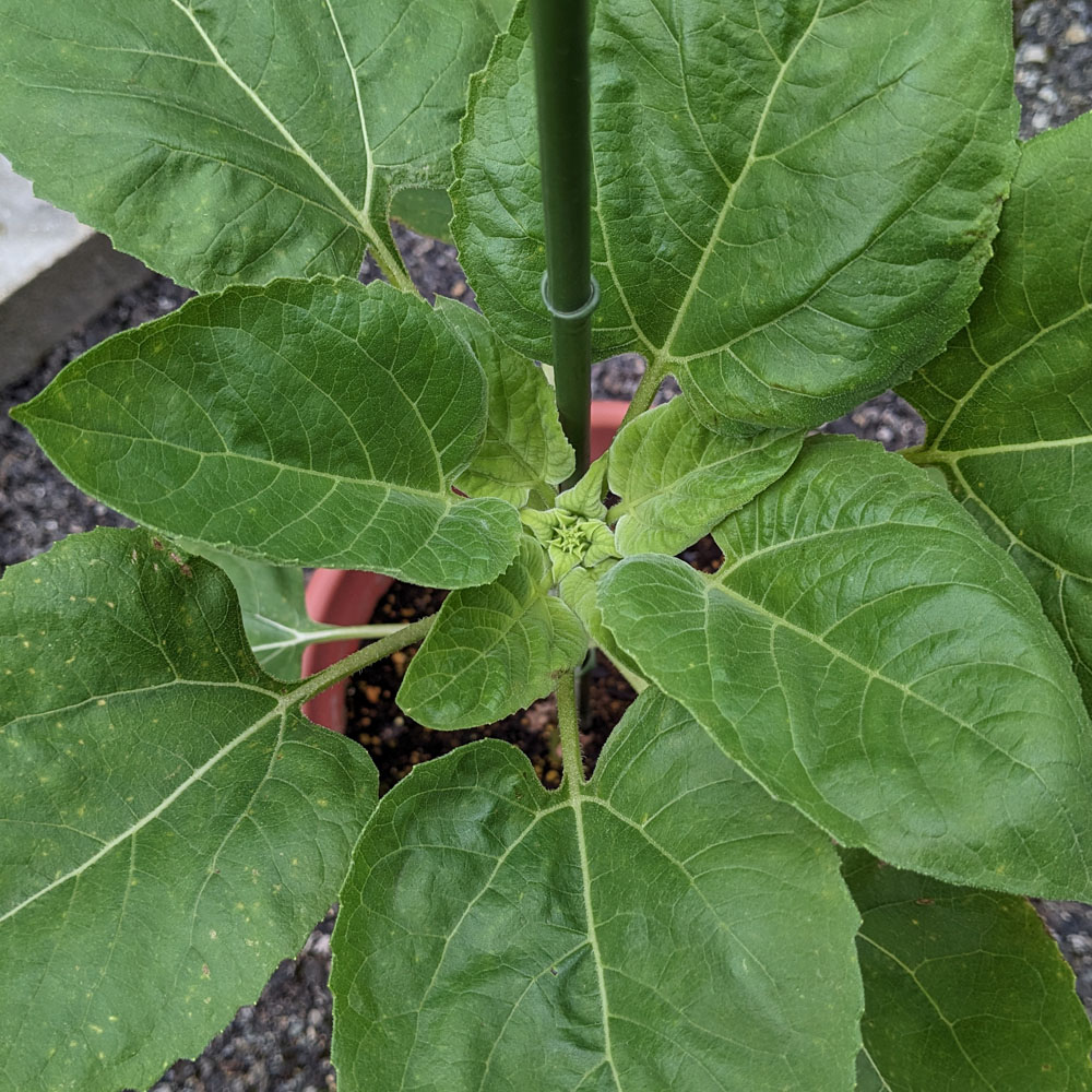 餌用ひまわりの株につぼみらしきものが出来ている