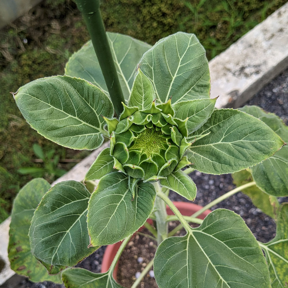 餌用ひまわりの株につぼみが出来た