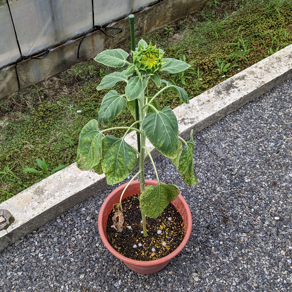 餌用ひまわりの種から発芽したひまわり 2025年7月10日の様子