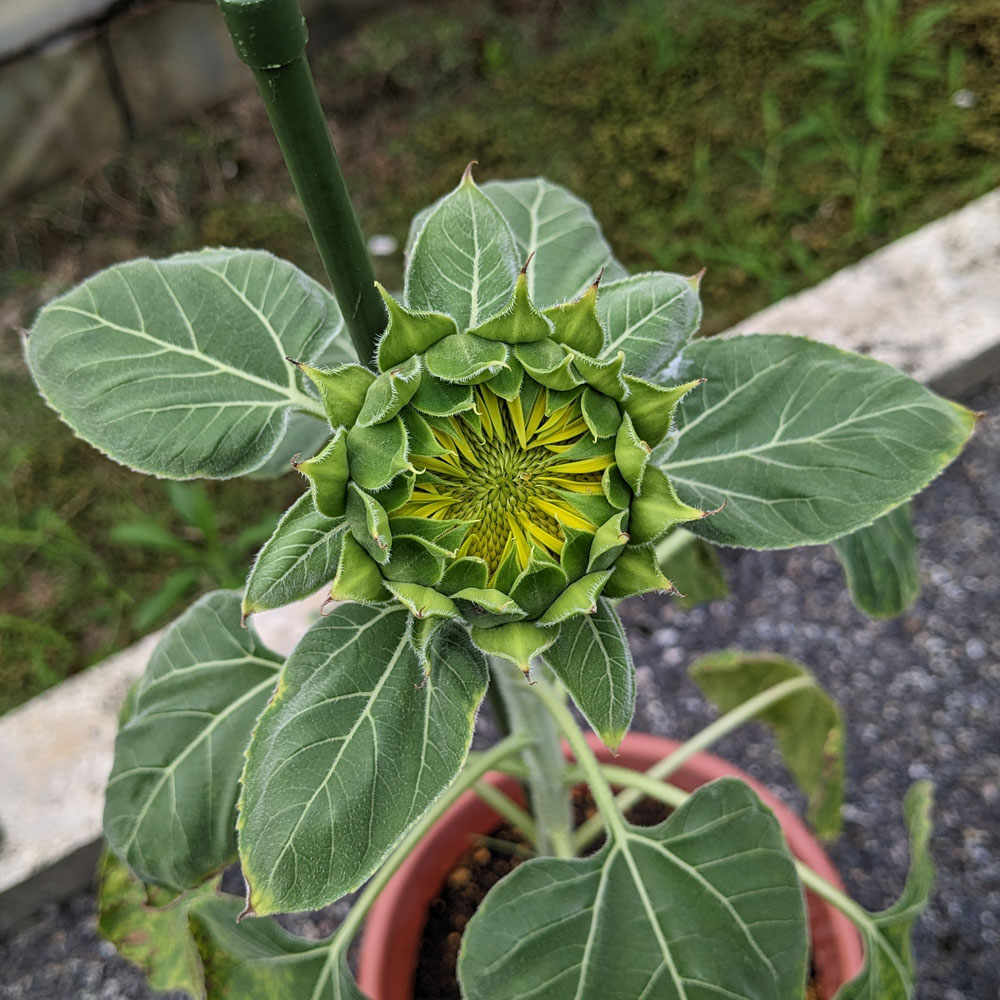 餌用ひまわりのつぼみ、今にも咲き出しそう