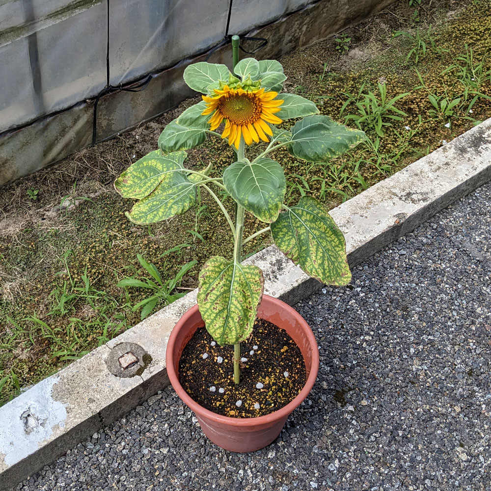 餌用ひまわりの種から発芽したひまわり 2025年7月13日の様子