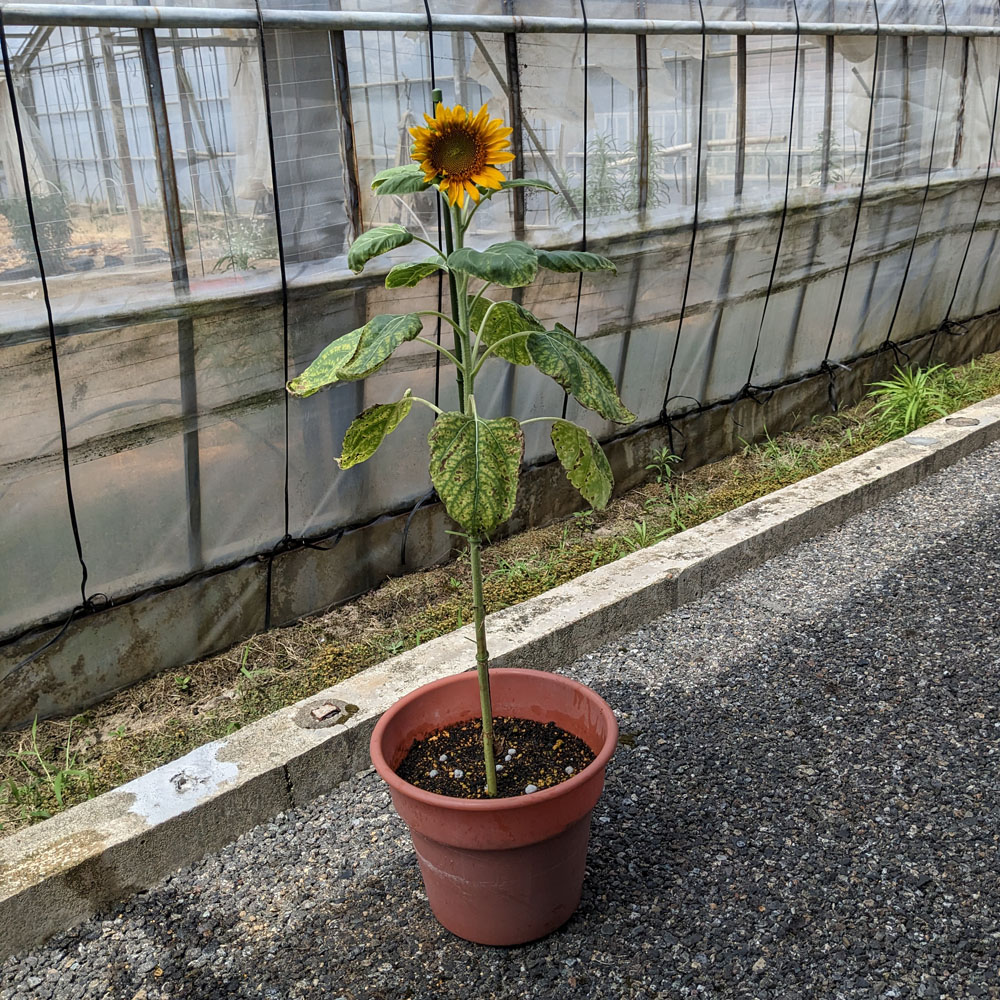 餌用ひまわりに花が咲いた