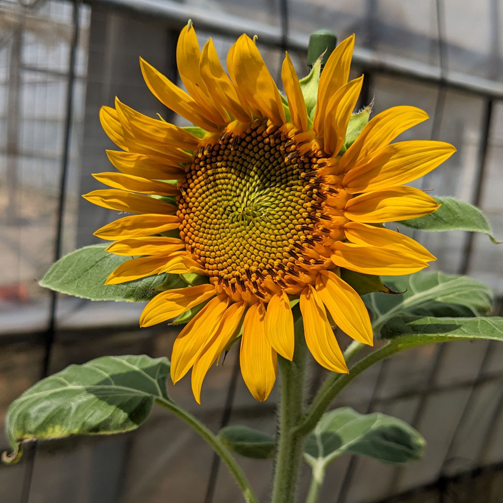 餌用ひまわりの花