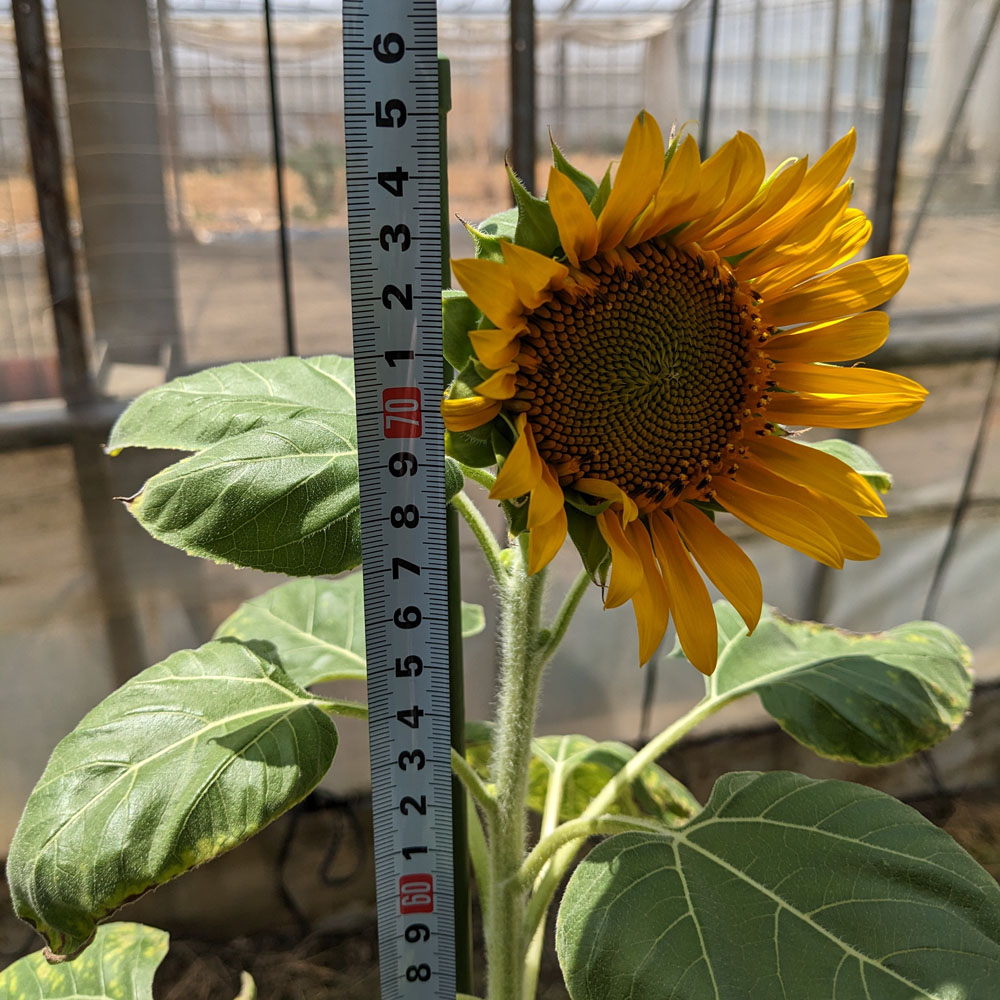 餌用ひまわり、高さ75cm