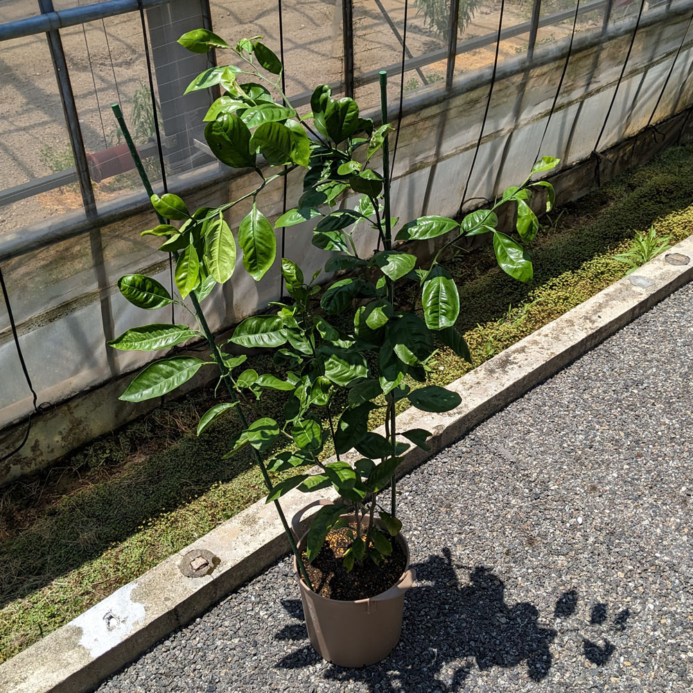 みかんの鉢植え