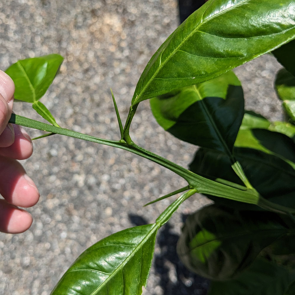 みかんの鉢植えのとげ
