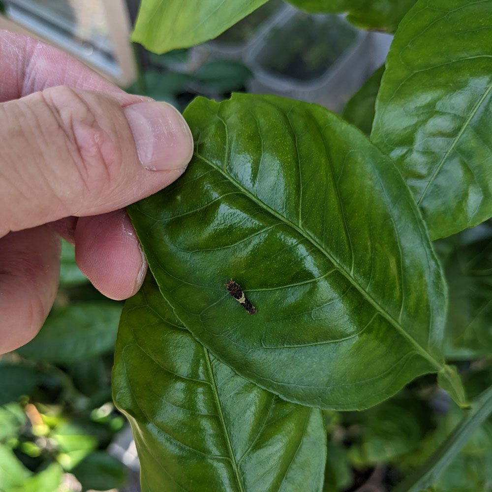 みかんの葉に付いたアゲハチョウの幼虫