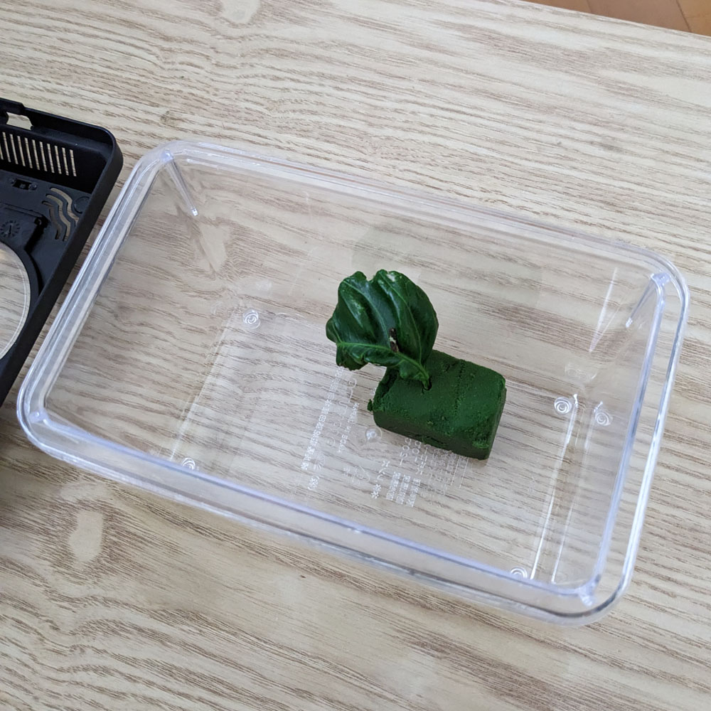 虫かごに入ったアゲハチョウの幼虫